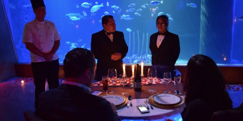 Cena-acuario-volopapilio