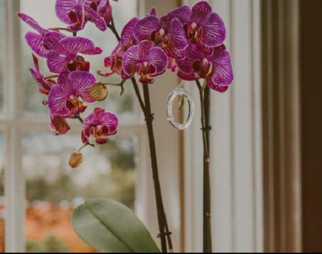 Orquídea donde nace mariposa